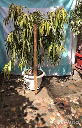 Комнатные цветы