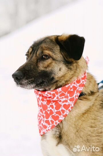 Отдам в хорошие руки Миру