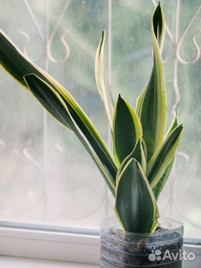 Комнатный цветок Сансевиерия большая 45 см