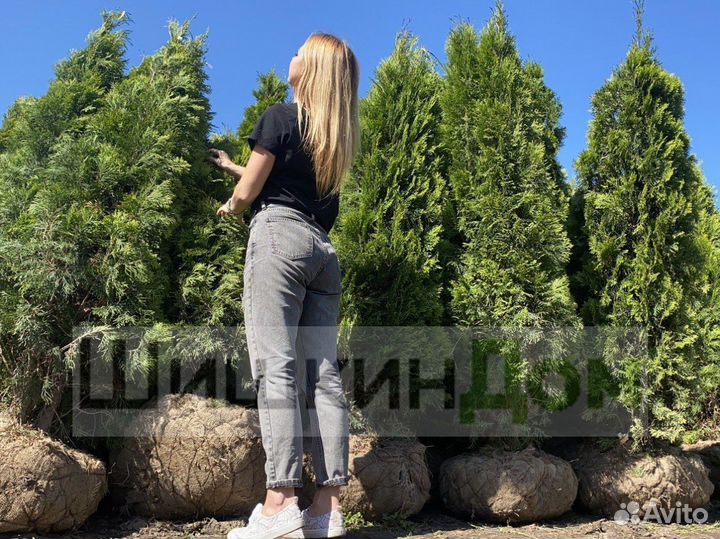 Туя смарагд 1,5м оптом