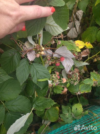 Ремонтантная малина