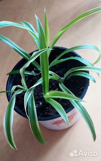 Хлорофитум полосатый (детки и взрослые растения)