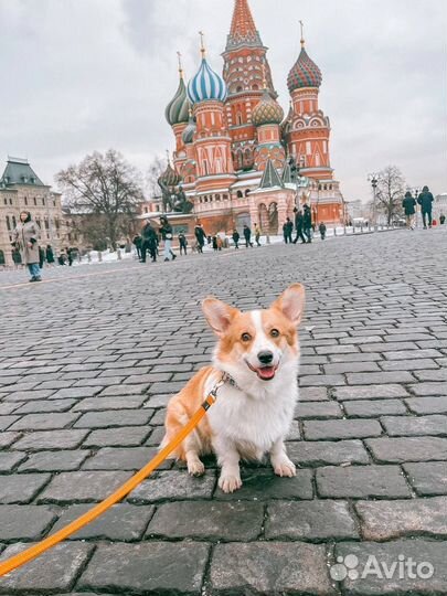 Коржики мальчишки и девчонки РКФ