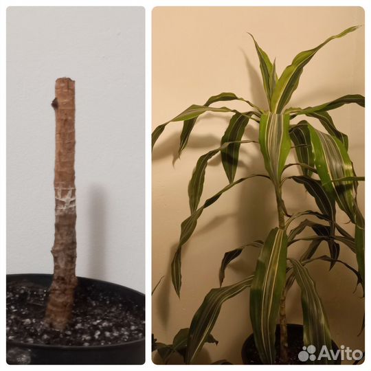 Драцена Лемон лайм черенок с корнями