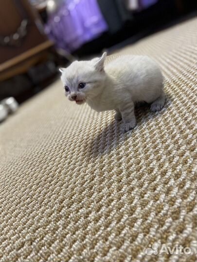 Котята без породы