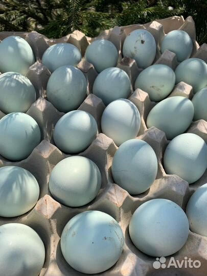 Инкубационное яйцо ухейилюй