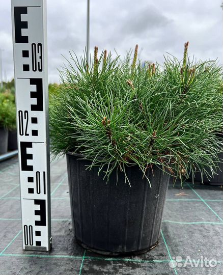 Сосна горная мугус