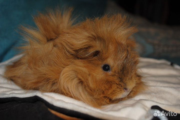 Морские свинки