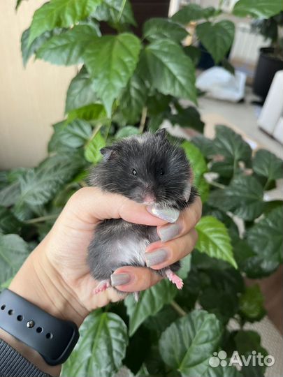 Сирийские хомячки