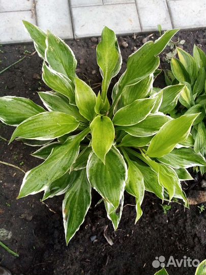 Хосты пион, лимонник деввиноград