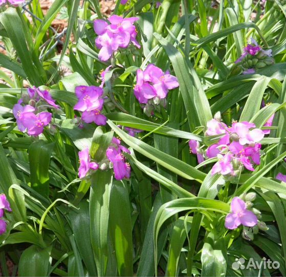 Гейхера,гейхерелла,традесканция садовая