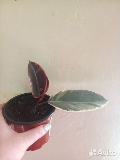 Фикус эластика тинеке