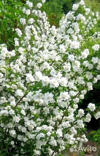 Жасмин садовый (саженцы)