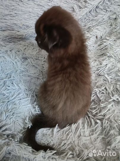 Шотландская вислоухая девочка котёнок