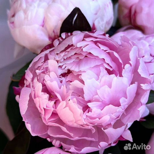 Букет из пионов с доставкой по Ростову-на-Дону