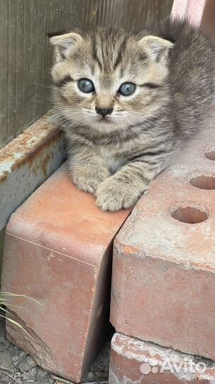 Котята в добрые руки приучены к лотку