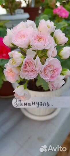 Пеларгония герань