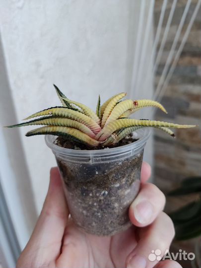 Хавортия лимифолия вариегатная