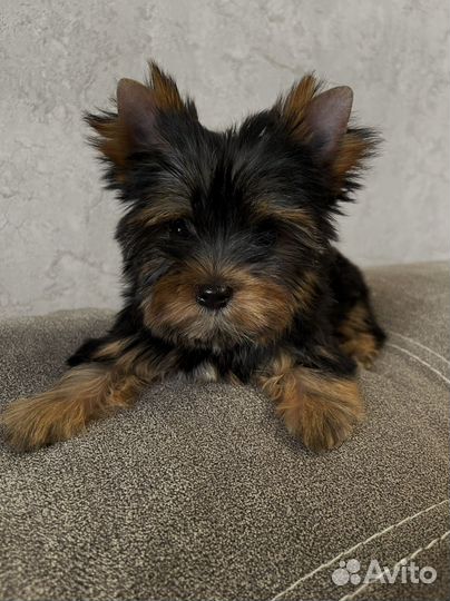 Йоркширский терьер щенки шоколадный