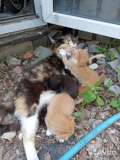 Котята в добрые руки. Родились в конце мая