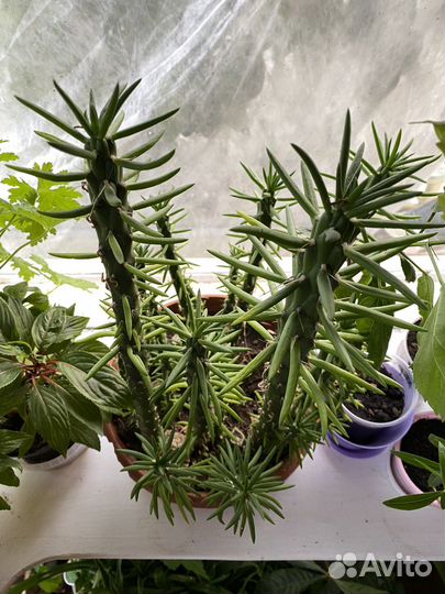 Кактусы опунция 20 шт в одном горшочке