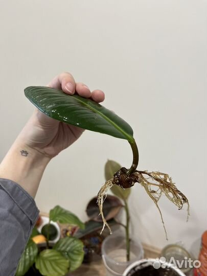 Комнатные растения: фикус