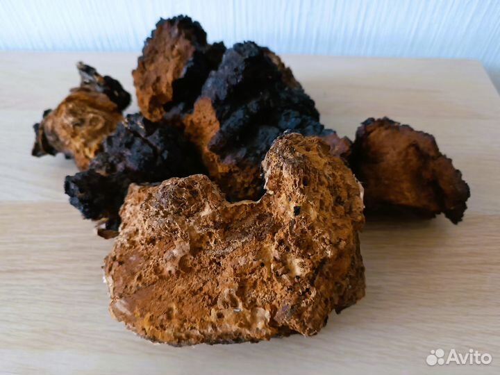 Чага березовая Карелия