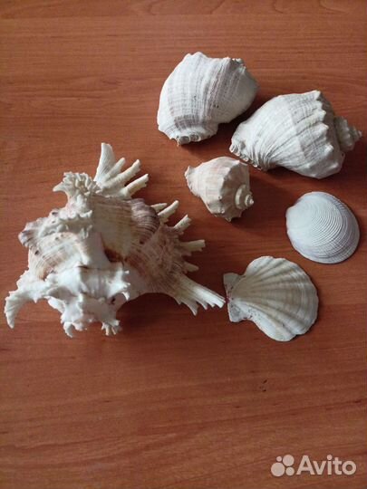 Набор ракушек, рапаны