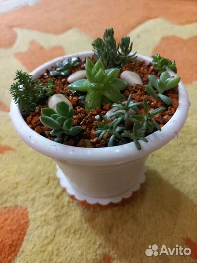 Садик из суккулентов