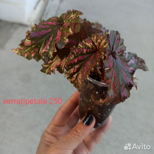 Бегонии кейн