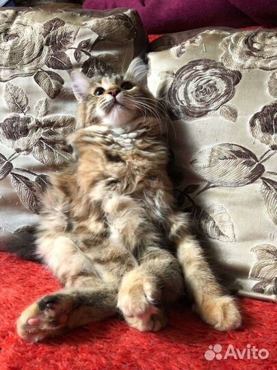 Котята мейн-кун