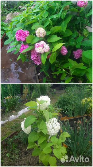 Многолетние садовые растения