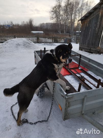 Вязка алабая,Кабель 1 год