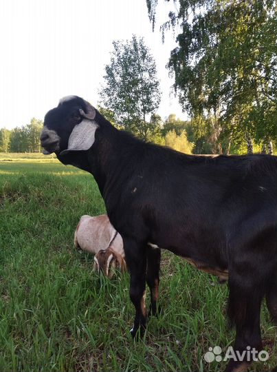 Нубийский козел