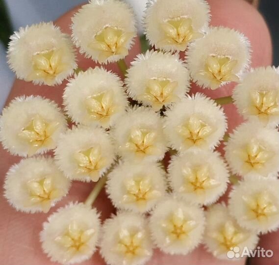 Хойи сортовые взрослые