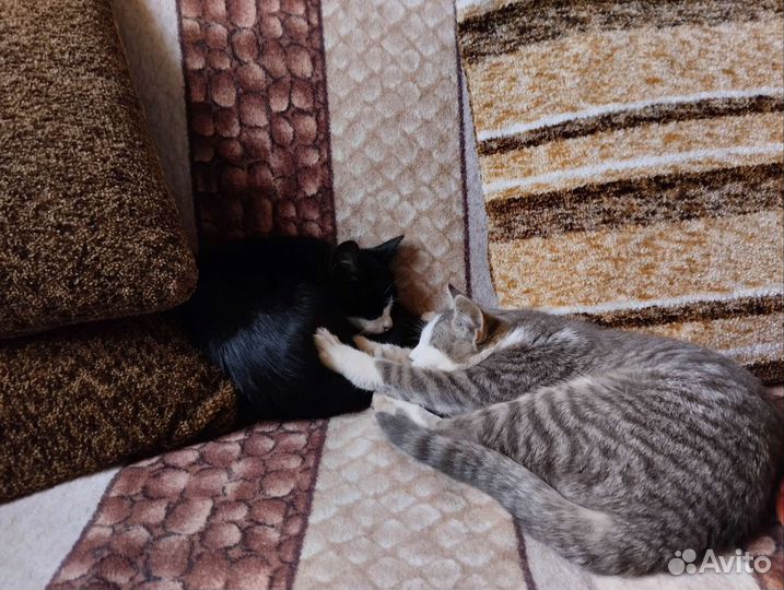 Котята ищут новый дом