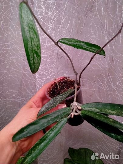 Дисхидии, церопегия