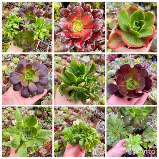Эониум, aeonium, суккуленты, растения. 15 сортов