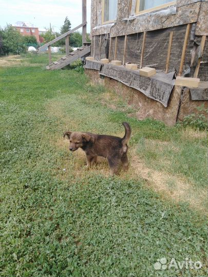 Щенки 3 месяц