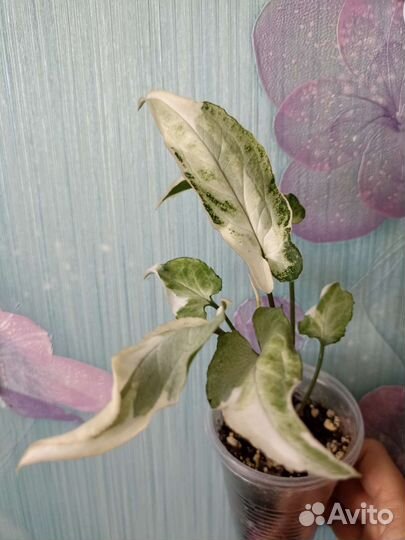 Сортовые Сингониумы