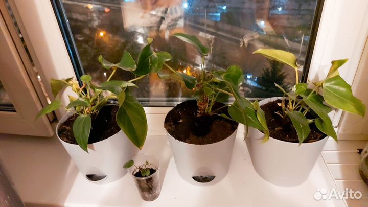 Саженцы антуриума
