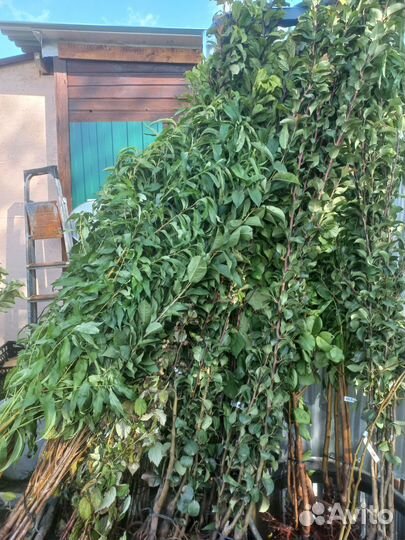 Плодовые деревья и саженцы