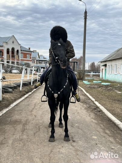 Карачаевский жеребец
