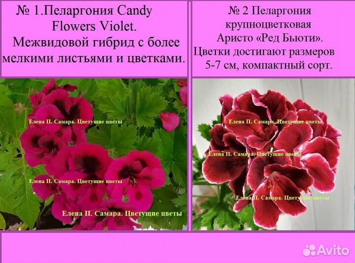 Королевская пеларгония