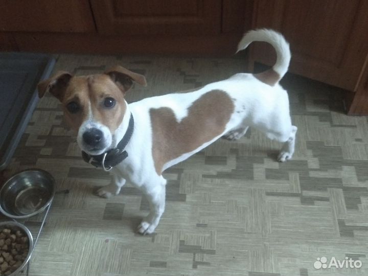 Гостиница для животных