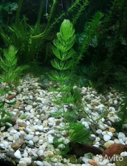 Набор растений для аквариума