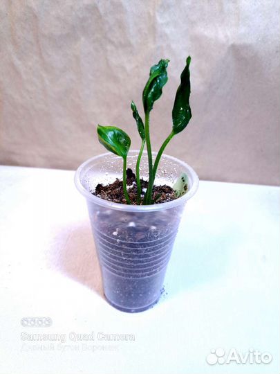 Комнатные растения - лианы часть 1 (07.08)