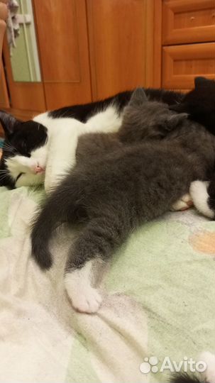 Котята в добрые руки