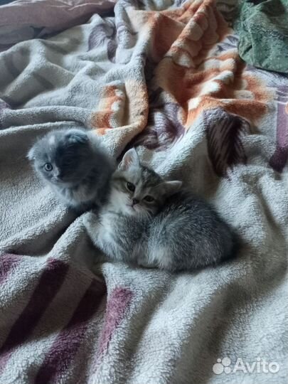 Продаю шотландских котят