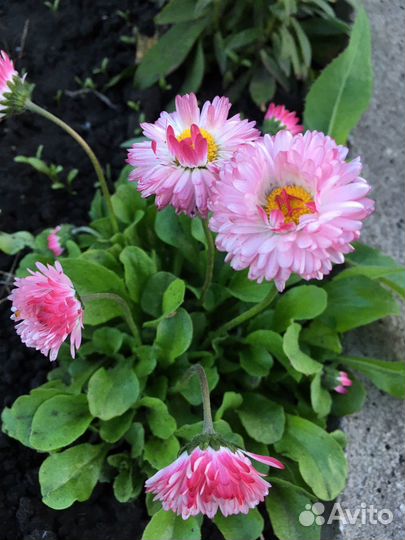 Маргаритки (крупные)